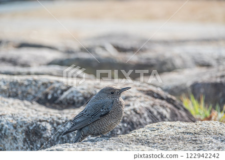 大津市琵琶湖畔的岩鶇(雌性) 大津市琵琶湖畔的岩鶇(雌性) 122942242