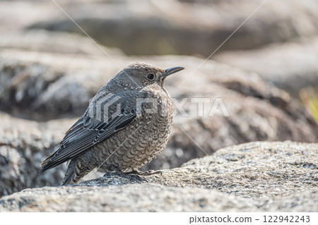 Rock Thrush (female) on the shore of Lake Biwa in Otsu City 122942243