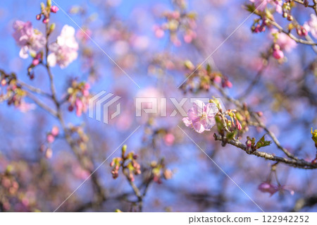Sakura flowers spring flower image [Hiratsuka City, Kanagawa Prefecture] 122942252