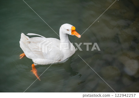 湖面上漂浮的鵝，大津港，琵琶湖 122942257