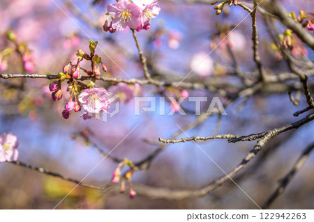 櫻花春花圖像 [神奈川縣平塚市] 122942263