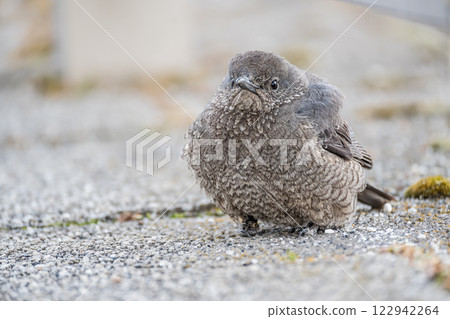 Rock Thrush (female) on the shore of Lake Biwa in Otsu City 122942264