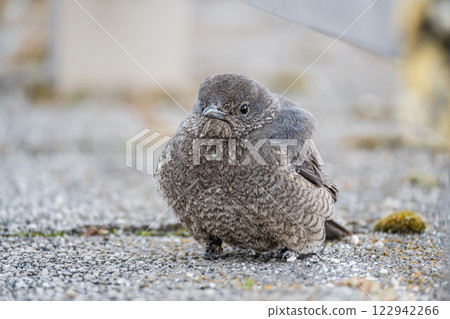 Rock Thrush (female) on the shore of Lake Biwa in Otsu City 122942266