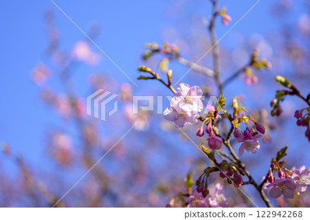 Sakura flowers spring flower image [Hiratsuka City, Kanagawa Prefecture] 122942268