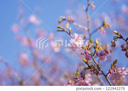 Sakura flowers spring flower image [Hiratsuka City, Kanagawa Prefecture] 122942270