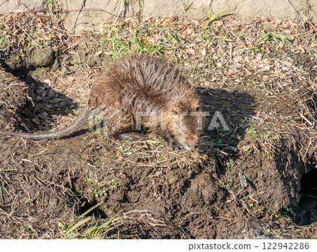 Nutria Nutria 122942286