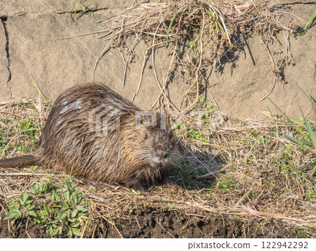 營養 營養 122942292