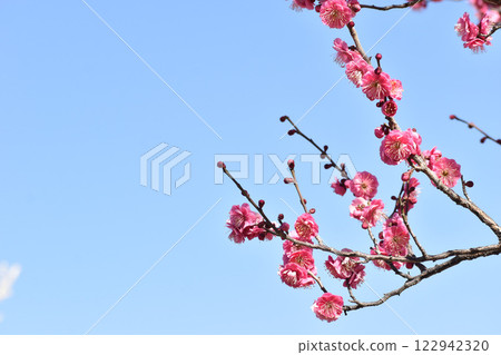 Red plum blossoms against the blue sky in early spring Red plum blossoms against the blue sky in early spring 122942320