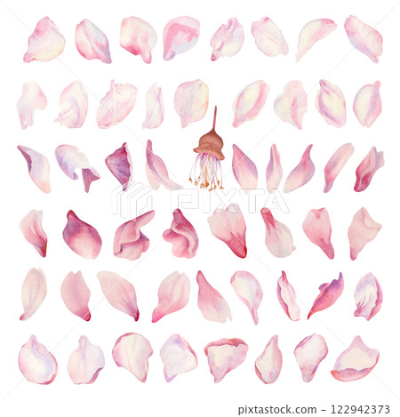 Large set of pink sakura petals. Fifty different cherry petals in delicate shades of pink, lilac, purple. Realistic watercolor painting of spring cherry blossom flowers for Hanami festival. Large set of pink sakura petals. Fifty different cherry petals in delicate shades of pink, lilac, purple. Realistic watercolor painting of spring cherry blossom flowers for Hanami festival. 122942373