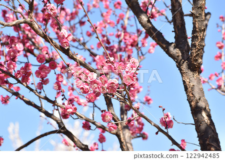 早春紅梅映襯藍天 122942485