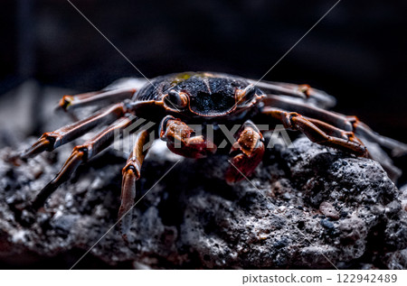 A crab kept in an aquarium tank is sitting on a stone 122942489