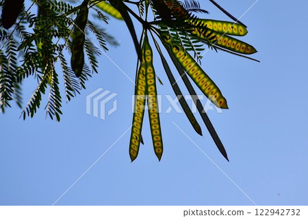 The pods of the Leucaena leucocephala are visible in clear skies. The pods of the Leucaena leucocephala are visible in clear skies. 122942732