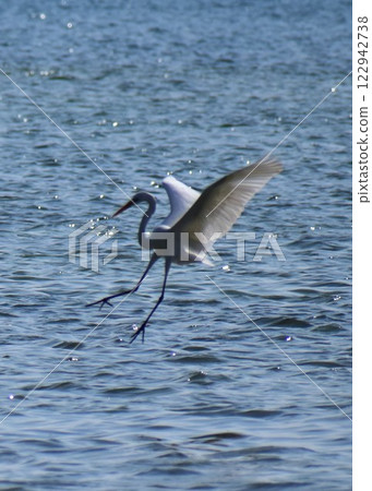 一隻白鷺鷥降落在波光粼粼的海面上 一隻白鷺鷥降落在波光粼粼的海面上 122942738