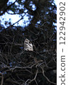 A dead leaf that fell on a tree branch 122942902