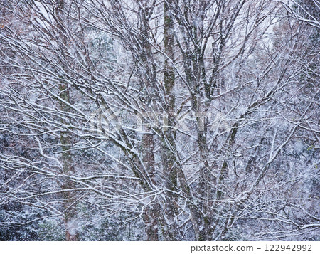 Outdoor forest snow scene on a snowy winter day 122942992