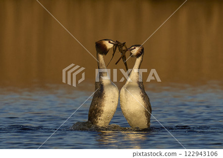 Great Crested Grebe Courtship 122943106