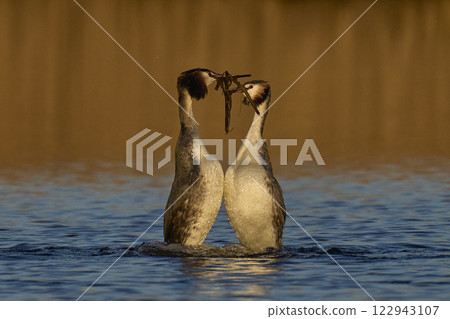 Great Crested Grebe Courtship Great Crested Grebe Courtship 122943107