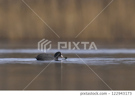 Eurasian coot 122943173