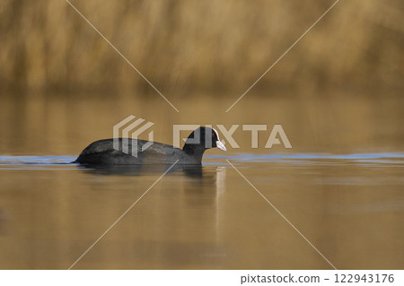 Eurasian coot Eurasian coot 122943176