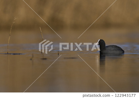 Eurasian coot 122943177