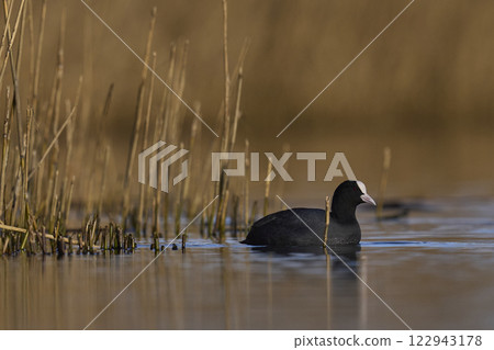 Eurasian coot 122943178