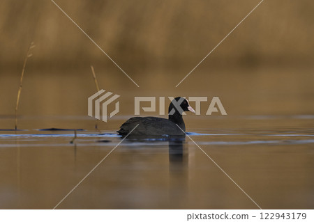 Eurasian coot Eurasian coot 122943179