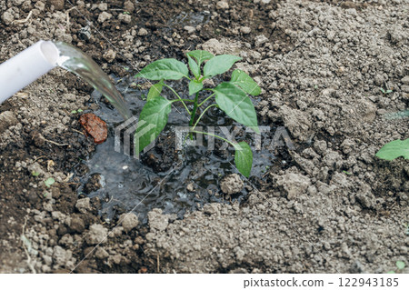 Watering pepper seedlings in the garden with a watering can. Organic gardening 122943185