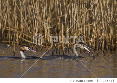 Great Crested Grebe with fish 122943241
