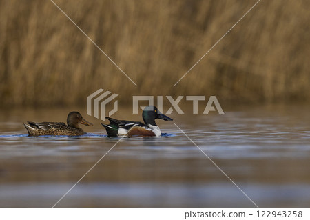 Shoveler ducks 122943258