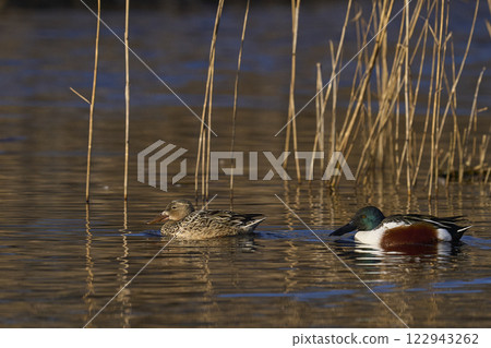 Shoveler ducks Shoveler ducks 122943262