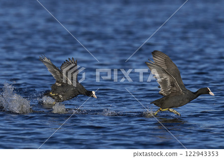 Coot chase 122943353
