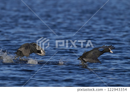 Coot chase Coot chase 122943354