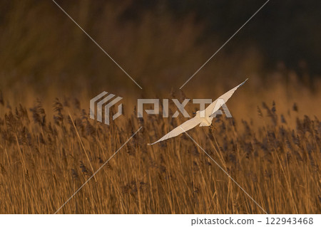 Little Egret in flight Little Egret in flight 122943468