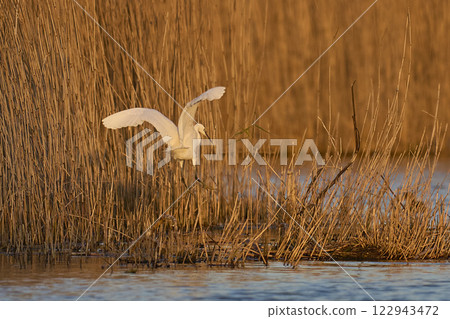 Little Egret in flight Little Egret in flight 122943472