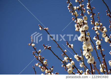 潔白的梅花在初春的藍天上熠熠生輝 122943480