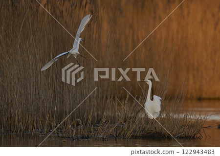Little Egrets squabbling 122943483