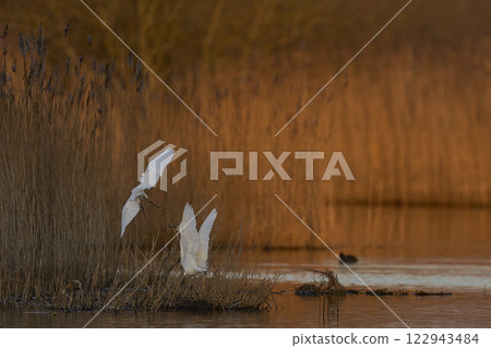 Little Egrets squabbling 122943484