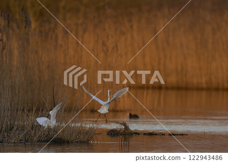 Little Egrets squabbling Little Egrets squabbling 122943486