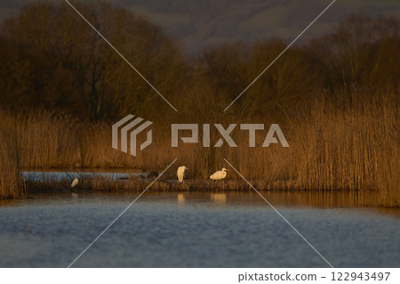 Mixed group of Egrets  122943497