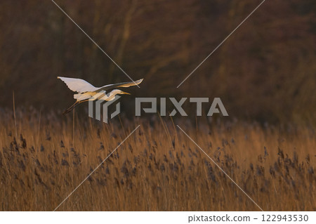 Great White Egret in flight 122943530