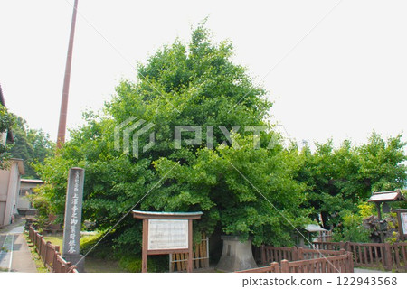 A stone pillar engraved with the words "Nationally designated natural monument, Kamizawadera no Mihatsuke ginkgo" and a large ginkgo tree (Minobu Town, Minamikoma District, Yamanashi Prefecture) 122943568