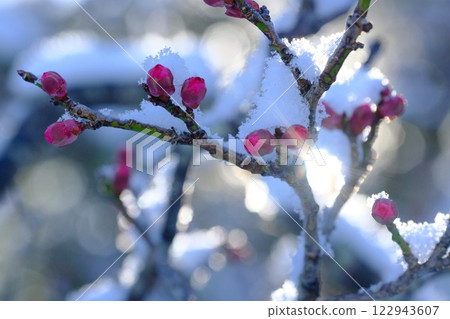 Plum buds and snow in Nagaoka Plum Grove 122943607
