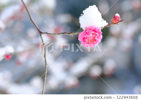 長岡梅林的梅花與降雪 122943608