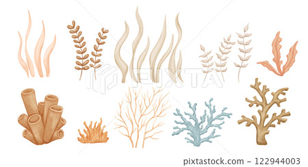 Watercolor seaweed and coral, underwater plants set, hand drawn illustration, nautical drawings isolated on white 122944003