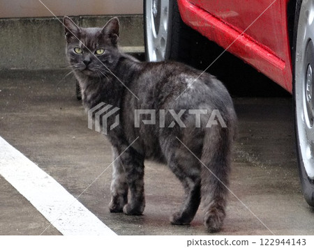 cat  122944143
