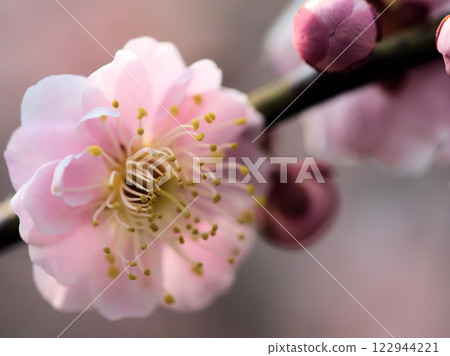 美麗的粉紅梅花樹“藤蔓垂”在三月盛開。 美麗的粉紅梅花樹“藤蔓垂”在三月盛開。 122944221