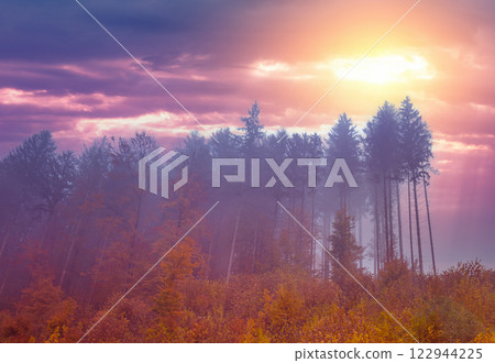 Nature scenic landscape. Pine forest in the evening. Pine trees against the sunset sky with clouds 122944225