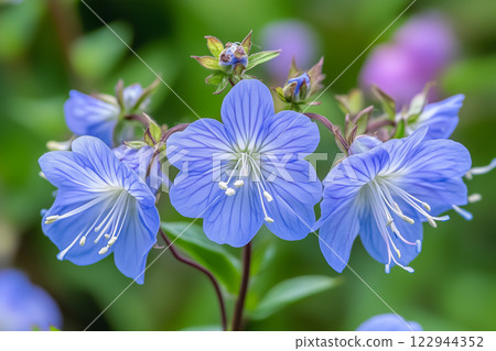 Close-Up of Tiny Blue Wild Flowers and Peonies with Heart-Shaped Petals Close-Up of Tiny Blue Wild Flowers and Peonies with Heart-Shaped Petals 122944352