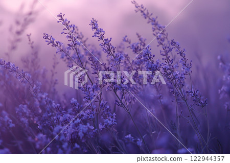Close-up of Blooming Lilac Flowers with Soft Focus and Cinematic Twilight Lighting Close-up of Blooming Lilac Flowers with Soft Focus and Cinematic Twilight Lighting 122944357