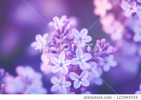 Close-Up of Lilac Flowers in Bloom with Soft Focus and Cinematic Lighting Close-Up of Lilac Flowers in Bloom with Soft Focus and Cinematic Lighting 122944358